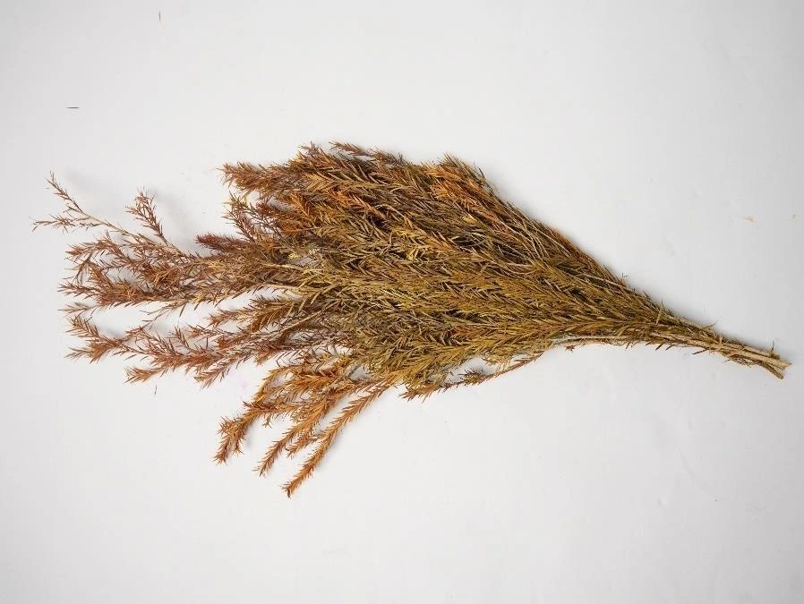 Real Dried Sperigrass Leaves